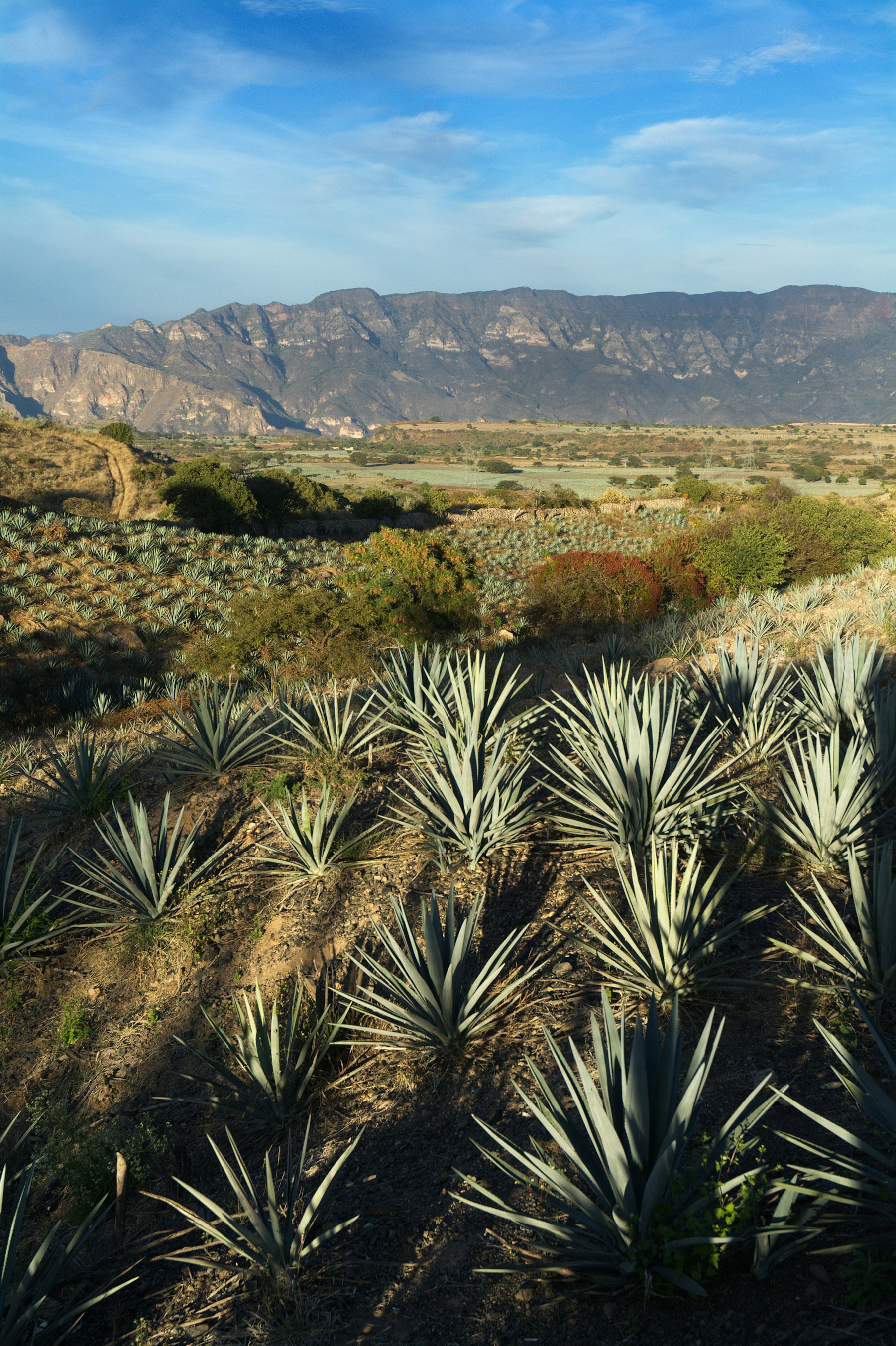 Hileras de agave azul en Los Altos de Jalisco
