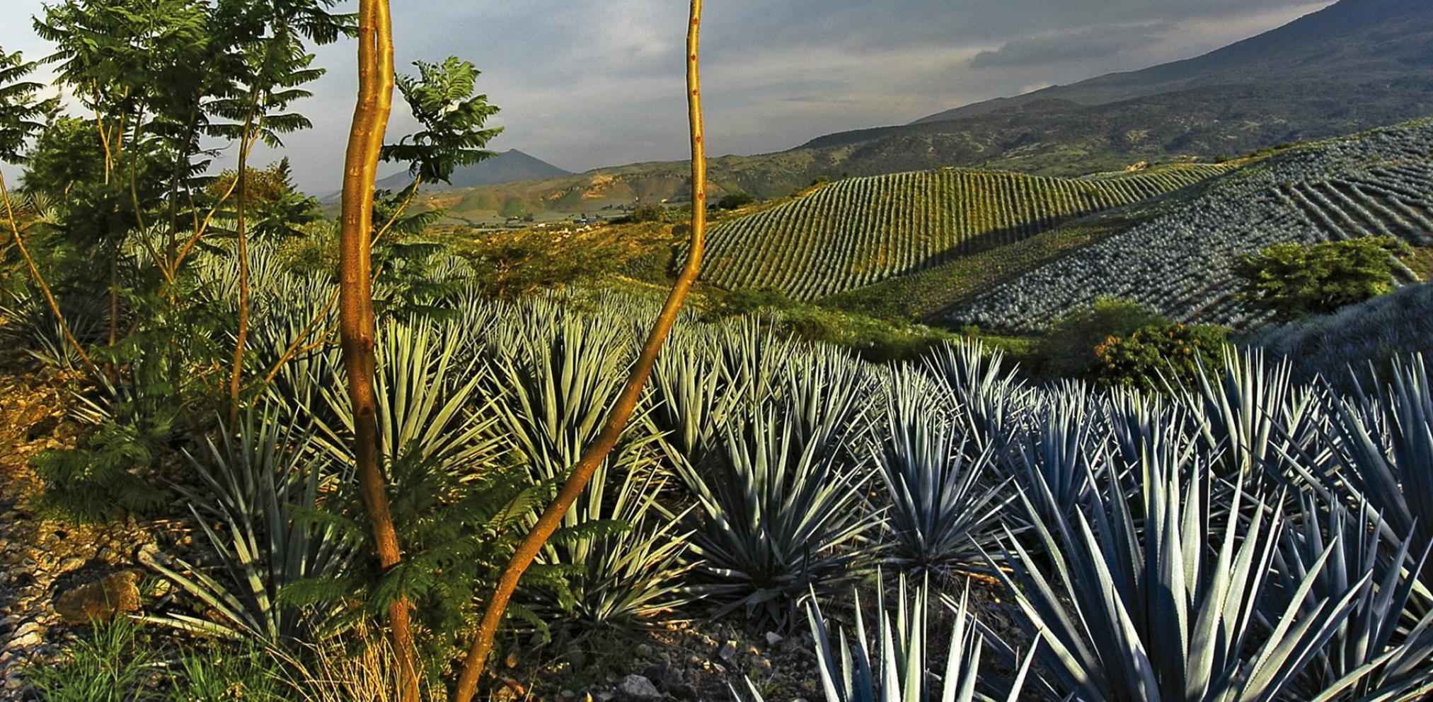 Cliente disfrutando del Tequila Tour desde Guadalajara
